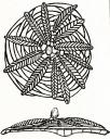 trellis-palms.jpg