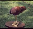 freeform-wood-carving-metamorphosis-of-a-sea-surpent-1973-h-18in-w-25in-d-8in-3.jpg