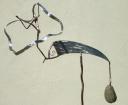 figure-kinetic-can-can-2008-4.jpg